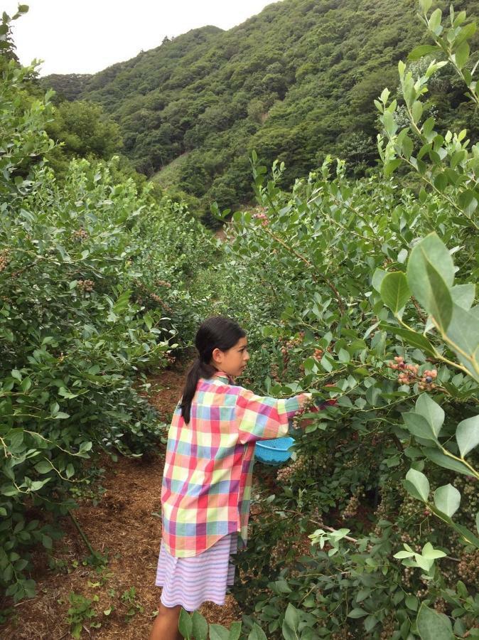 Kumano Winery Guest House تانابا المظهر الخارجي الصورة